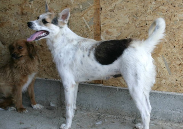 LUIZA, femelle petite taille à moyenne née en 2013 - (ANDA) - Adoptée via l'ARPA Luiza210