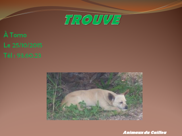 TROUVE croisé chihuahua beige à Tomo le 25/10/2015 2014mm13