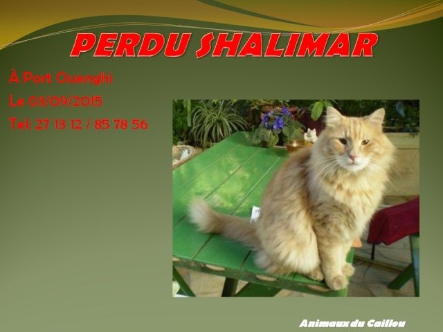 ROUX - PERDU SHALIMAR chat angora roux crème à Port Ouegnhi le 03/09/2015 2014mm15