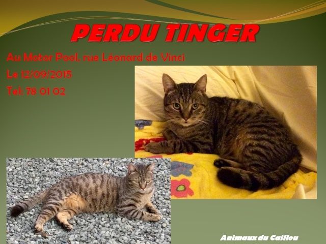 PERDU TINGER chat tigré marron pucé au Motor pool le 12/09/2015 2014mm19