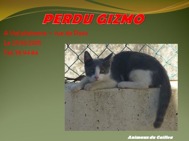 PERDU GIZMO chat gris et blanc à Val plaisance le 27/10/2015 2014mm44