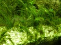 Histoire d'algues... comment s'en défaire ? Help ! Dscn3912
