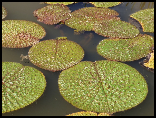 (24) Les Jardins d'Eau - Carsac-Aillac (Sarlat) Nynu_810