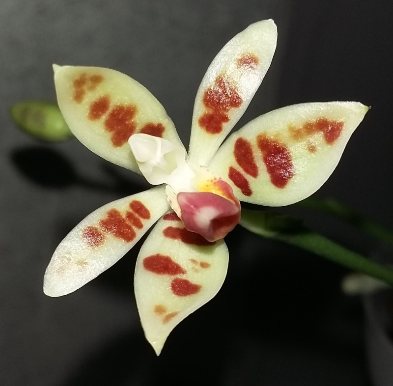 Phalaenopsis maculata Macula10