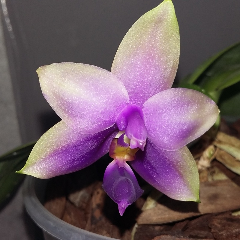 Phalaenopsis Samera f. coerulea (violacea x bellina) NT Orchid Samera10