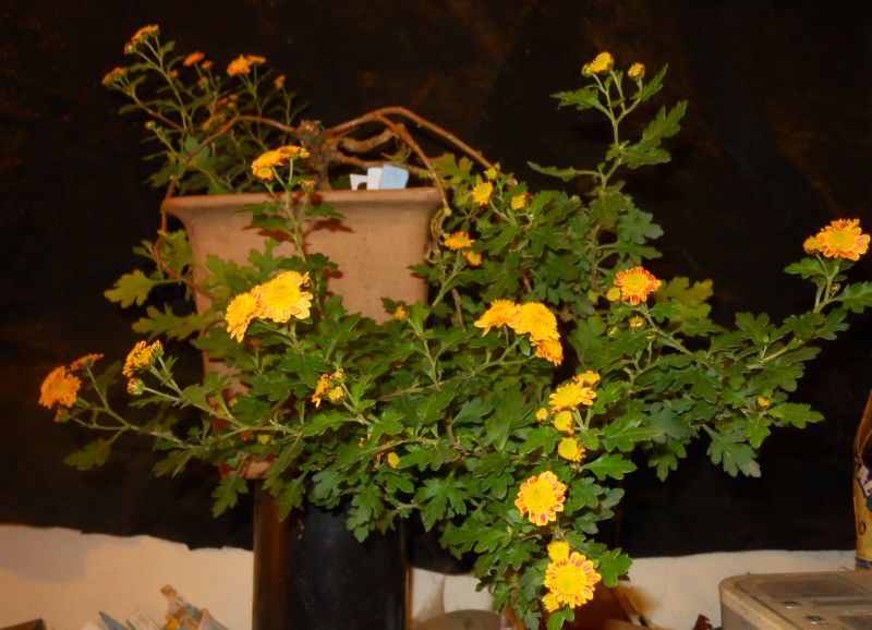 Chrysanthemums for Bonsai or Kusamono Hatsum10