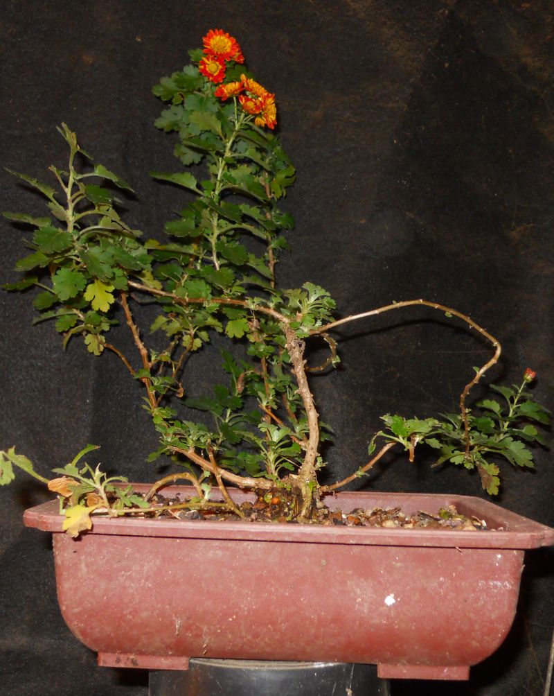 Chrysanthemums for Bonsai or Kusamono Koto_n10