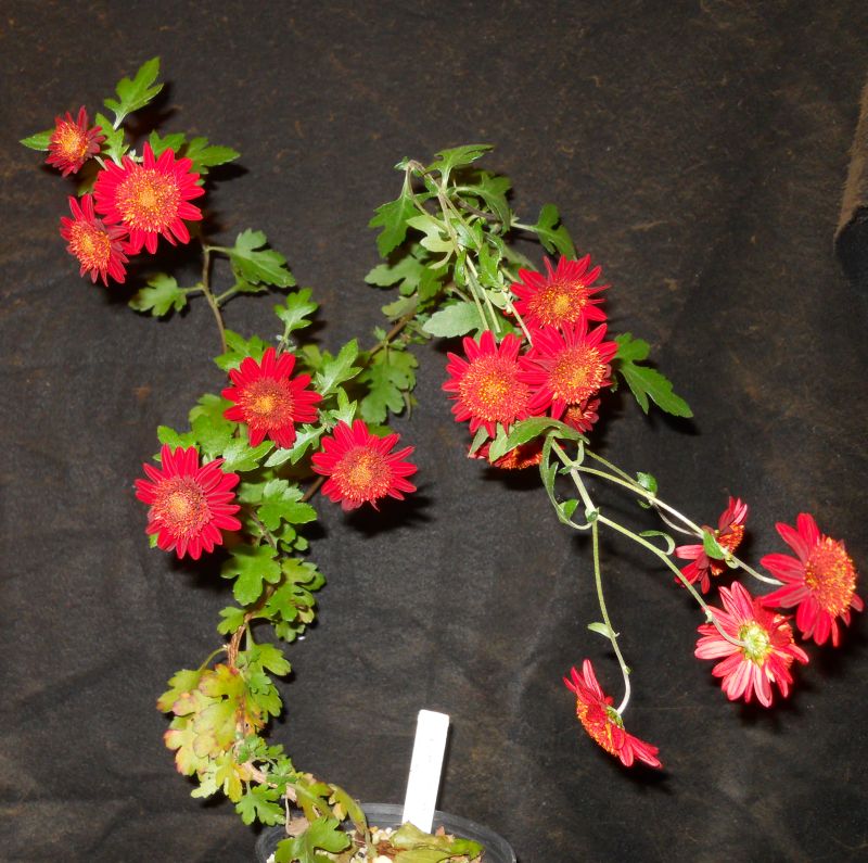 Chrysanthemums for Bonsai or Kusamono Kurume10