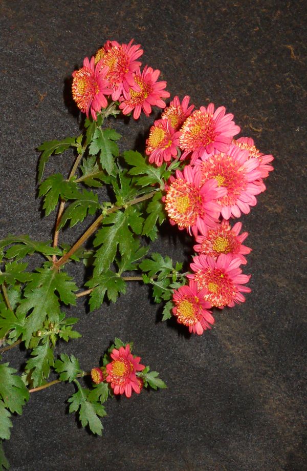 Chrysanthemums for Bonsai or Kusamono Rose_m12