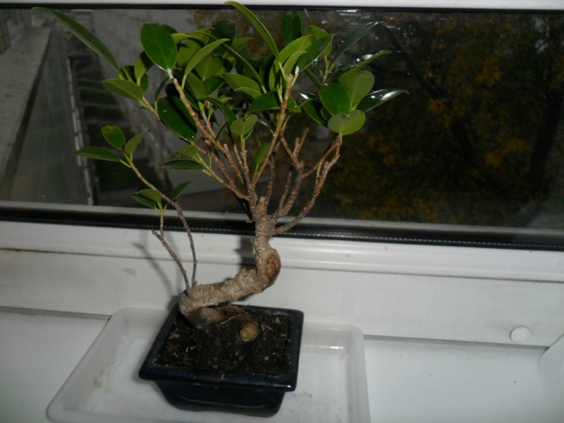 Mon premier bonsai Sam_4322