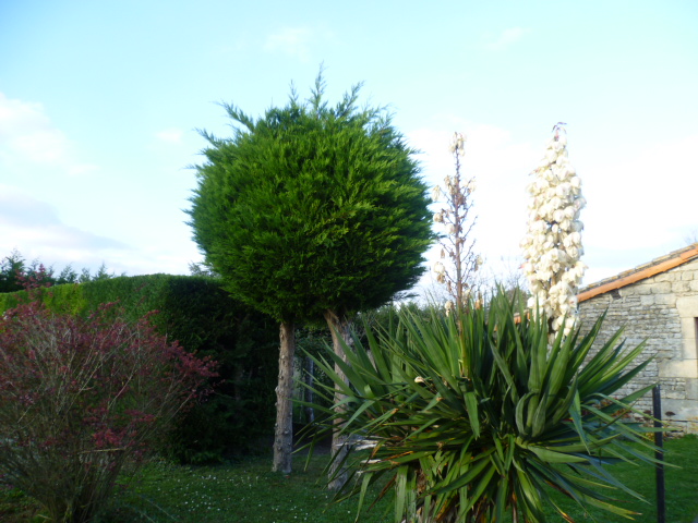 Les arbres ont-ils une influence sur votre spiritualité ? - Page 31 P1120911