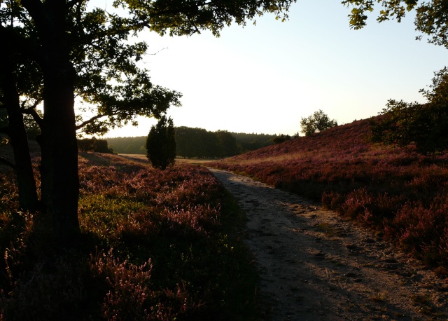 Lüneburger Heide - Allemagne du nord P1290717