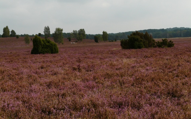 Lüneburger Heide - Allemagne du nord P1290719