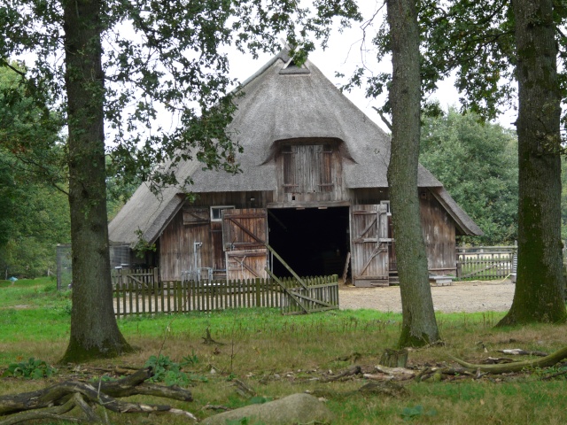 Lüneburger Heide - Allemagne du nord P1290813