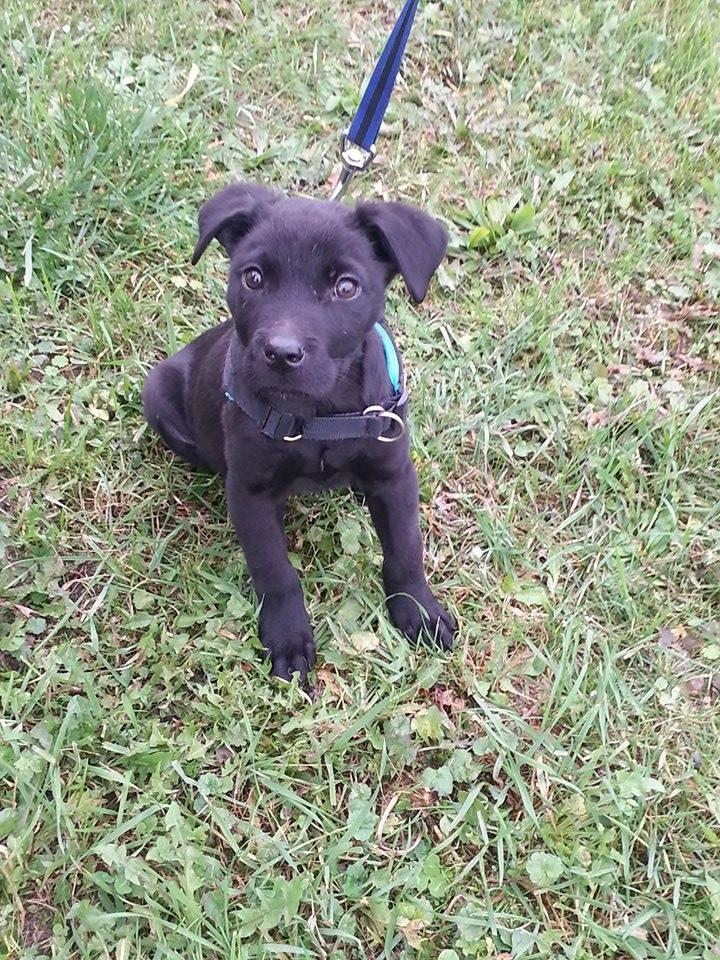 Larson Labrador croisé  cané corso né le 07.07.2015 Larson10