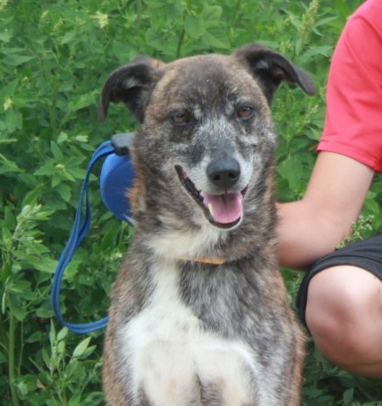  BAYARD - x levrier 9 ans (8 ans de refuge) en fa  sous l'Asso 4 Pattes au Pays des 4 Lacs (52) auparavant   Le Relais des Animaux à La Villeneuve au Roi (52) Bayard12