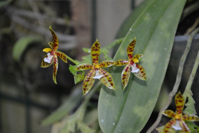 Phalaenopsis cornu-cervi Dsc_1413
