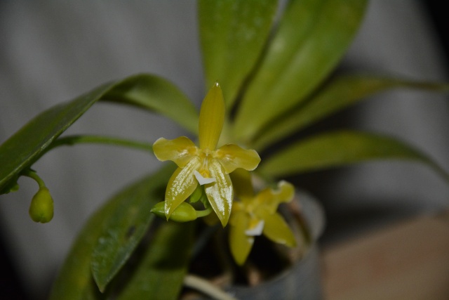 Phalaenopsis cornu-cervi Dsc_1415
