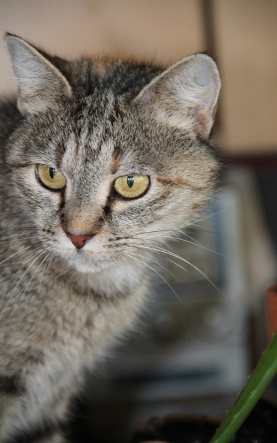 ANATHE, européenne tricolore, 4 ans , F   Anathe12