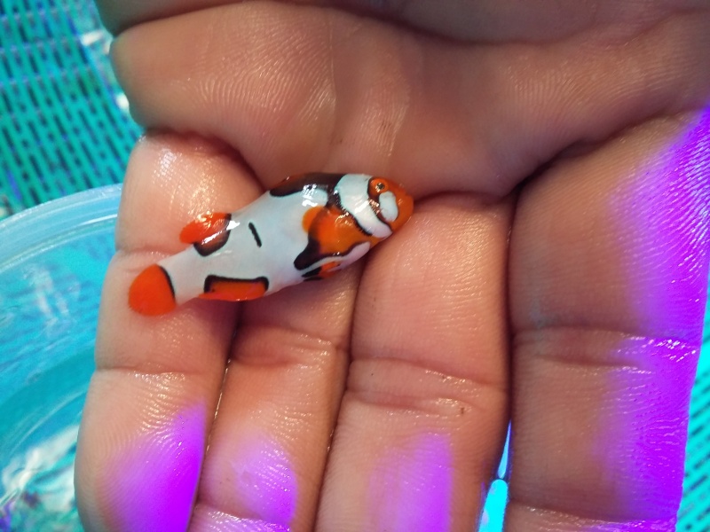 NEW STOK PREMIUM CLOWNFISH 20150912