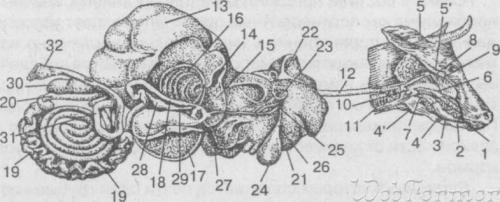 ПИЩЕВАРЕНИЕ ЖВАЧНЫХ,ОСОБЕННОСТИ. 21-3110