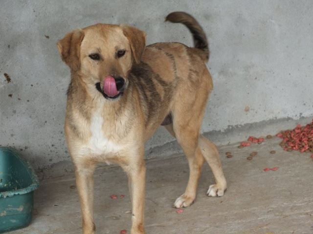 BETTY, femelle, taille moyenne , née en 2012/2013 (chez Anda et Alina) - Adoptée par Benjamin (Belgique) Betty210