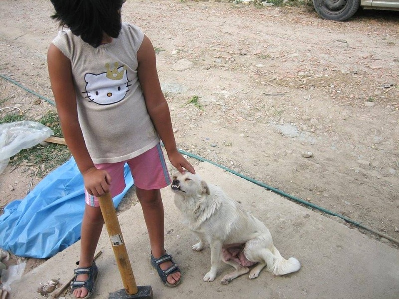 LILLA, femelle, née en 2010, croisée, petite taille, au refuge de Anda et Alina - adoptée par Isabelle (44) Lilla210