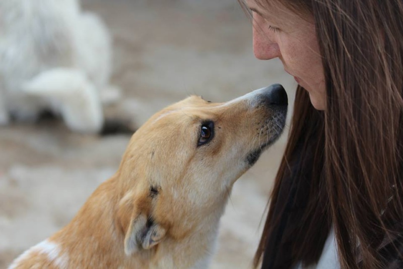 ELLIOT [ex OACHE], mâle, croisé, taille petite , né en 2008 (chez Anda et Alina) - adopté par Vanessa (68) Oache110