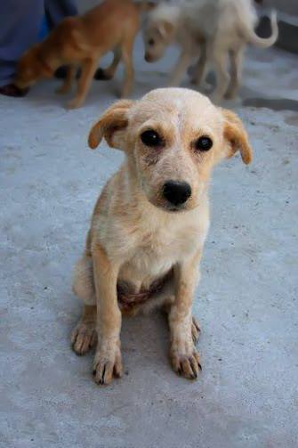 LEYA ( ex PLAYA) - chiot femelle, née en mai/juin2015, taille petite (chez Anda et Alina) - adoptée par Gilbert (dpt76) Playa10