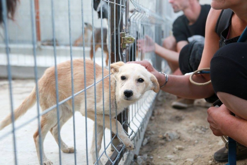 LEYA ( ex PLAYA) - chiot femelle, née en mai/juin2015, taille petite (chez Anda et Alina) - adoptée par Gilbert (dpt76) Playa210