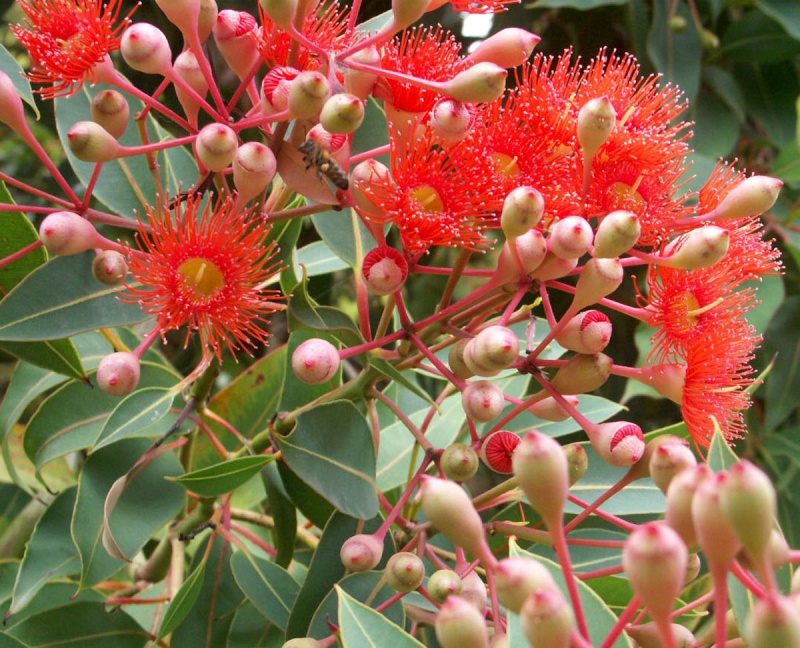 Eucalyptus leucoxylon subsp. megalocarpa Eucaly11