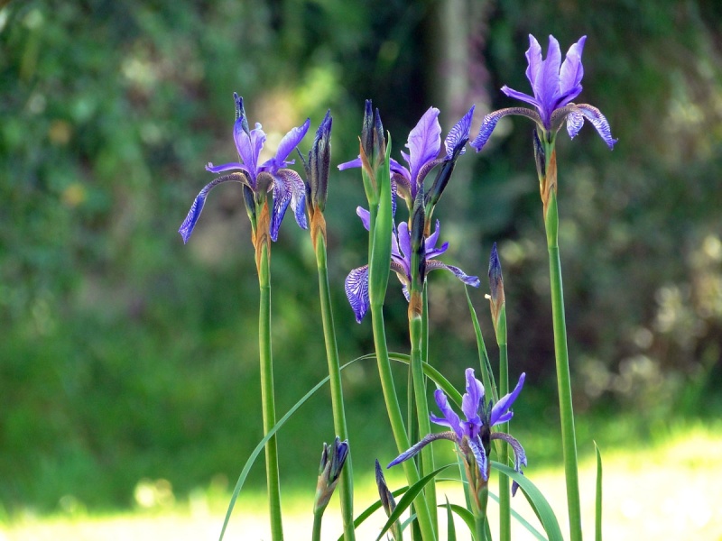 Iris ruthenica Iris_r10