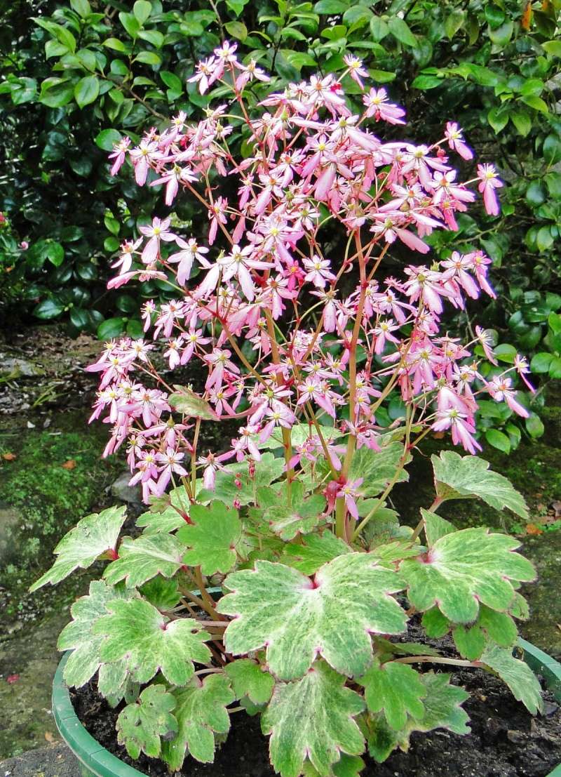 Saxifraga fortunei Saxifr10