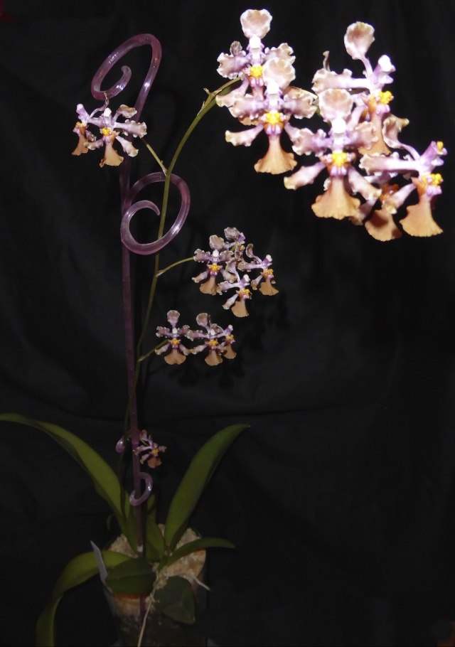 Orchideen in Glasvase 3 - Seite 22 P1030316