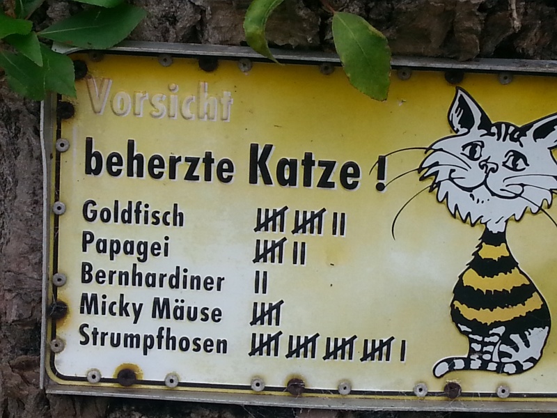 Beherzte Katze 20150910