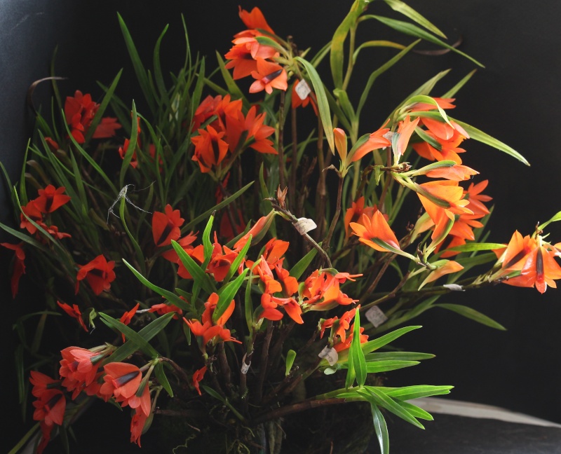 Dendrobium vexillarius rouge orange Dendro13