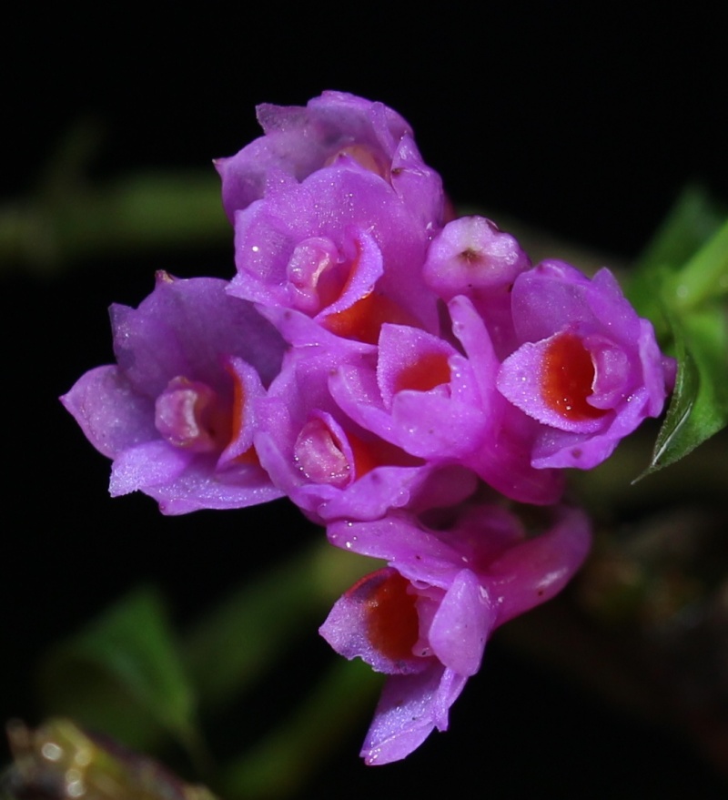 Dendrobium alaticaulinum Dendro17