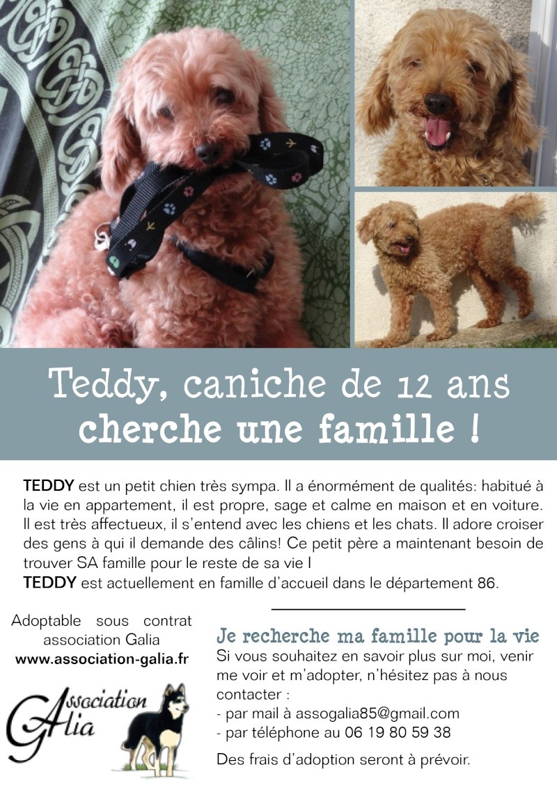 Affiches adoption, famille d'accueil - Page 2 Affich10