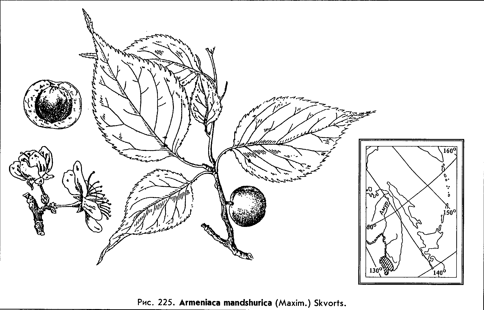 Armeniaca mandshurica (Maxim.) Skvorts. — Абрикос маньчжурский Abriko10