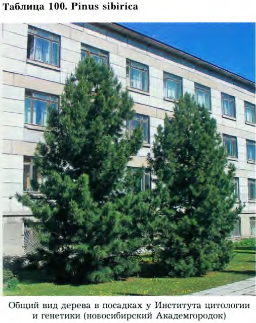 Pinus sibirica (Loud.) Mayr — Сосна сибирская, кедр сибирский (Ш) Pinus-10
