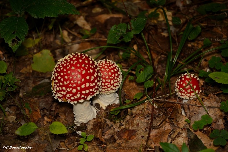 Champignons des bois 4_octo10