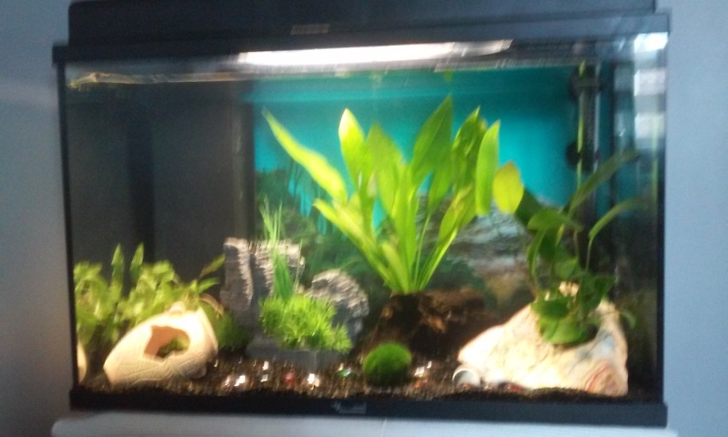 Evolution de mon aquarium et aquascaping !  20150613