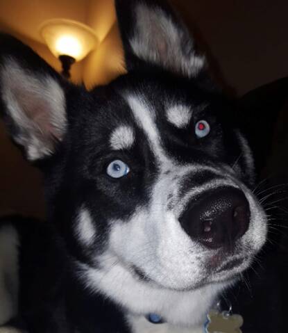 Husky cataracts hotsell