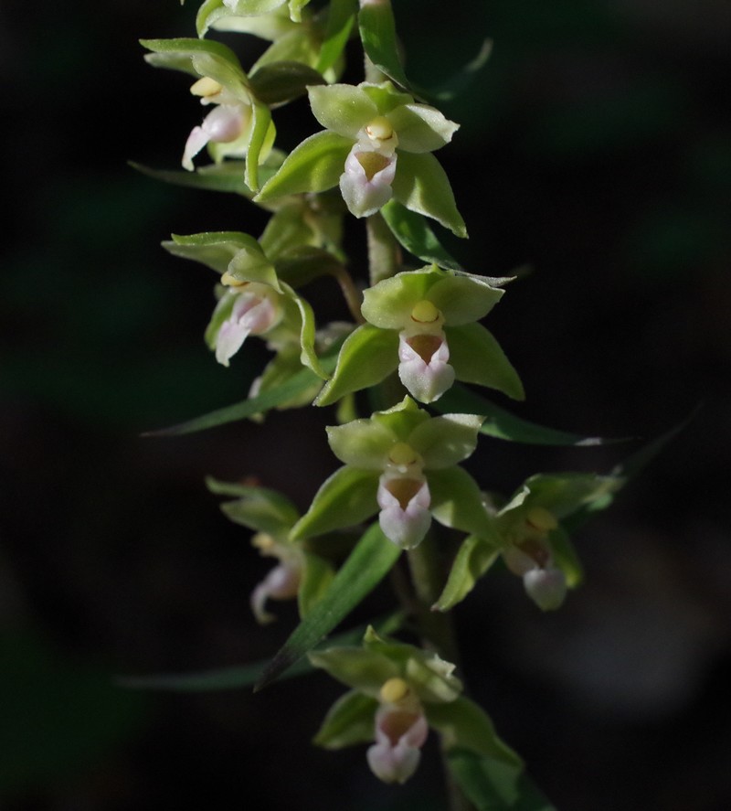 Orchidées d'été Imgp6113