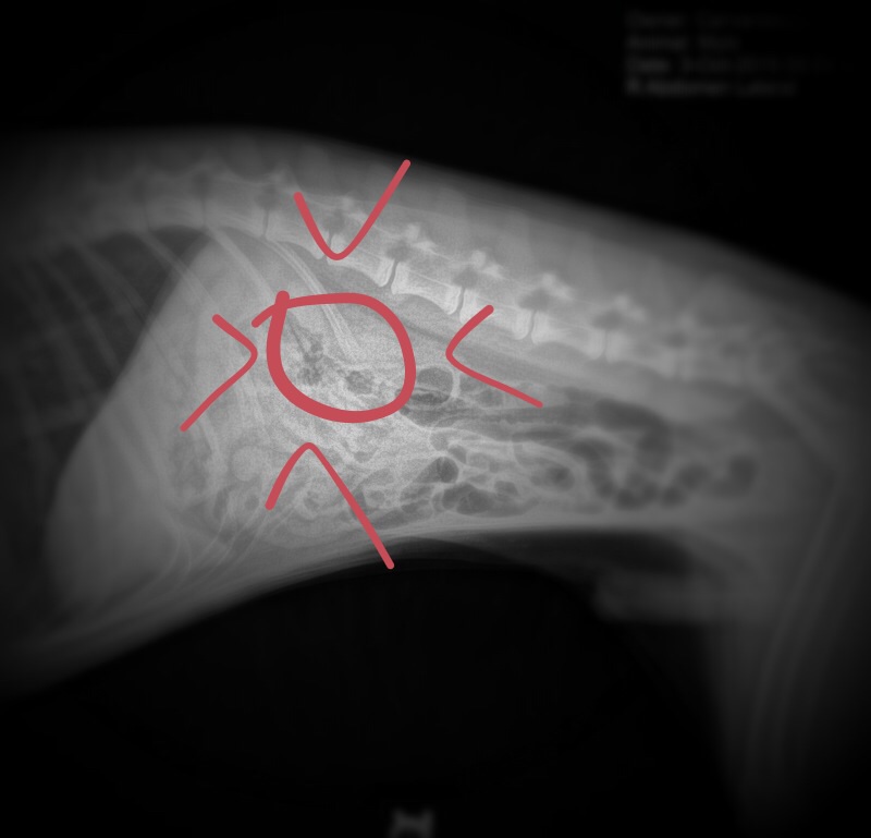 Mylo has an obstruction :(  HAPPY UPDATE! Image10