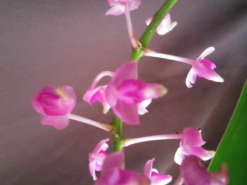 aerides quinquervulnerva var calayana 20151017