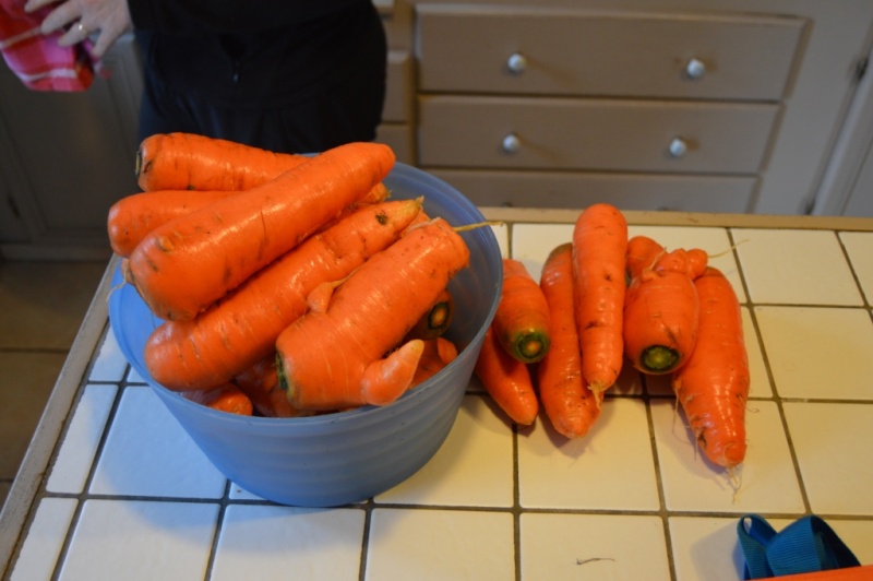 les carottes sont ....nettoyées Dsc_0515