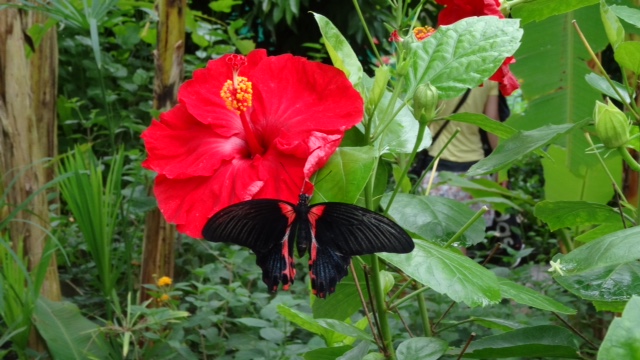 Beau papillon, belle fleur P111