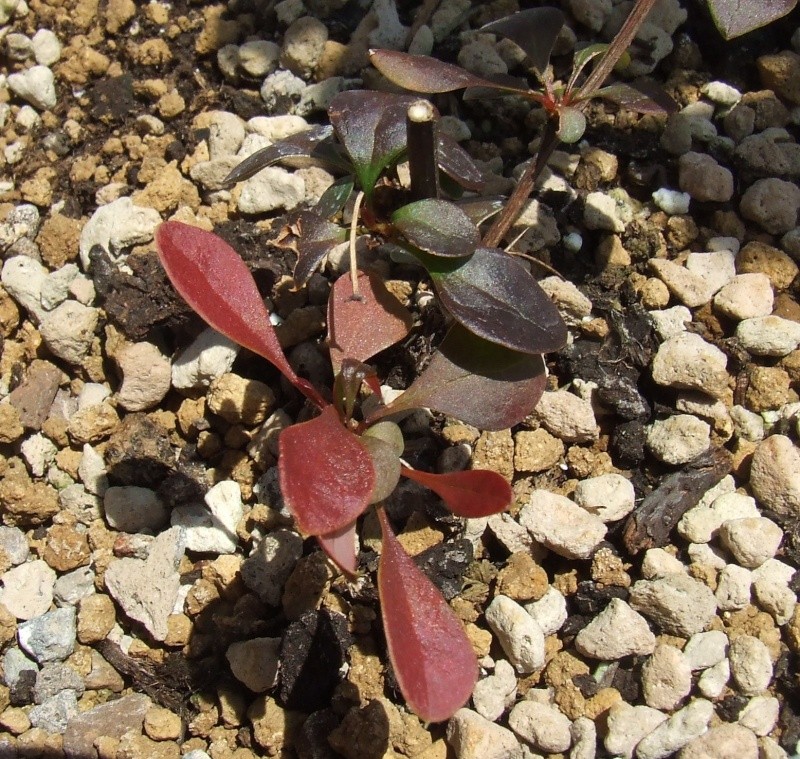 Berberis Thunbergii atropurpurea nana - Pagina 5 Berber10