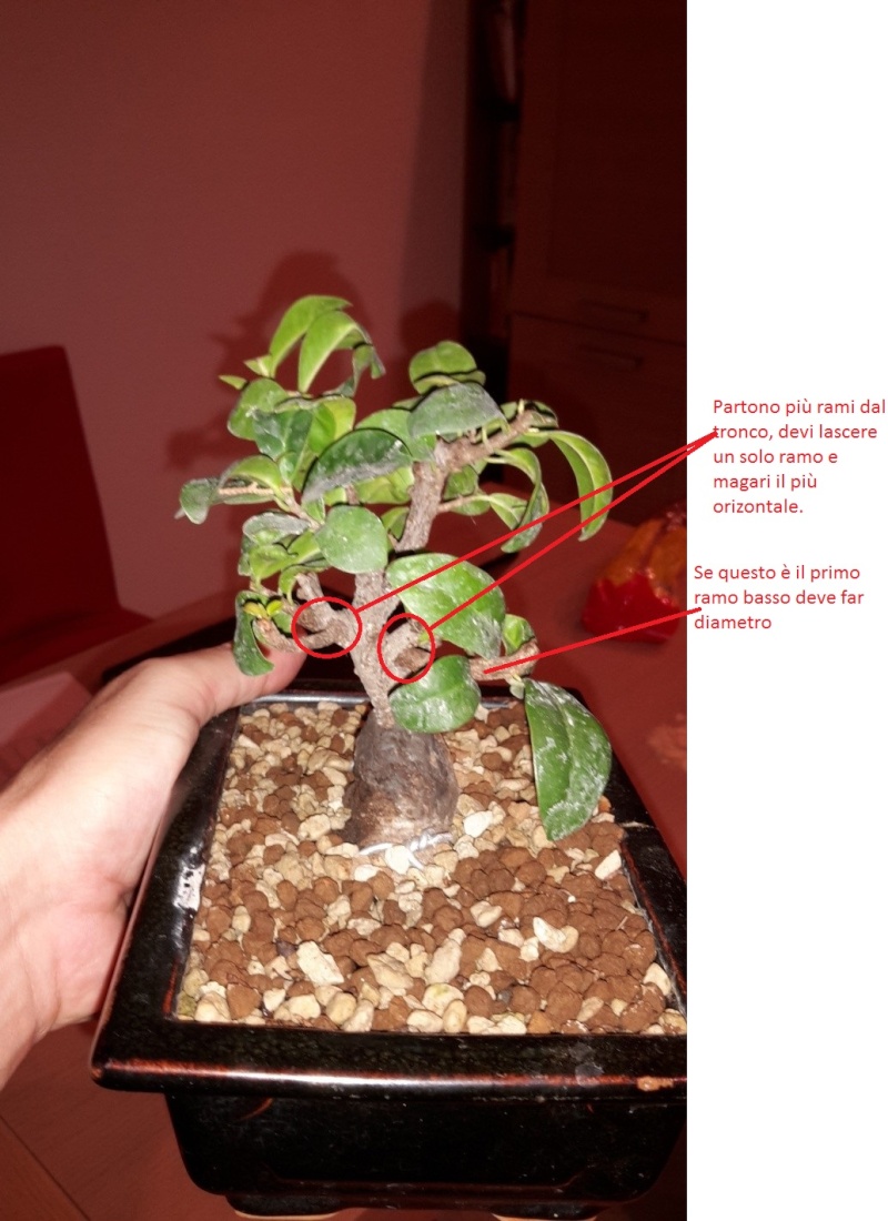 [WIP] esperimento ficus ginseng - Pagina 2 Immagi10